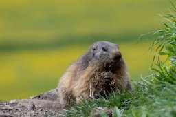 Marmotte (Bessans)